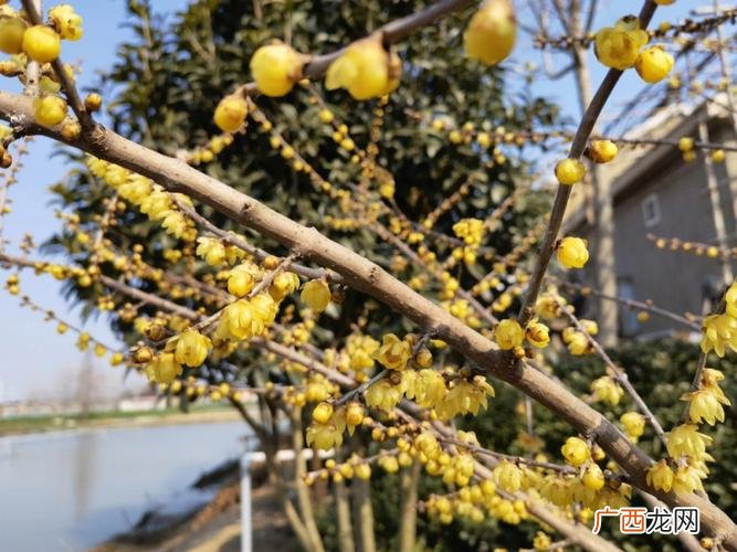 腊梅花怎么知道它要开放了 腊梅花什么时候开