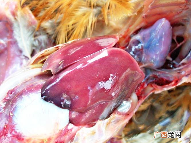 传染性支气管炎疫情提升 鸡传染性支气管炎