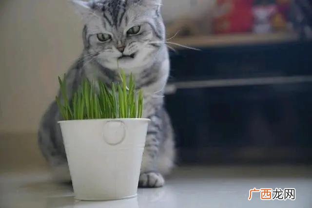 猫草是什么植物的种子怎么种 猫草是什么植物的种子