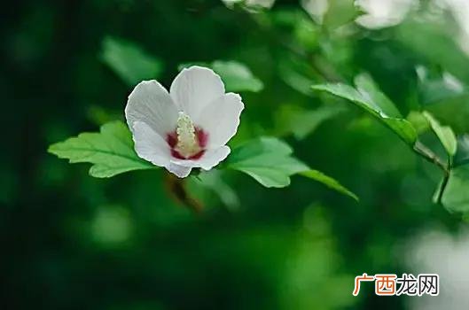 每个星座守护花的花语 十二星座的守护花分别是什么花
