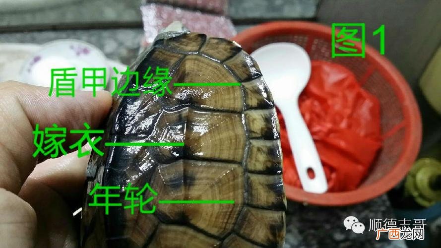 乌龟的年龄为什么难以辨别 辨别乌龟的年龄有三种方法