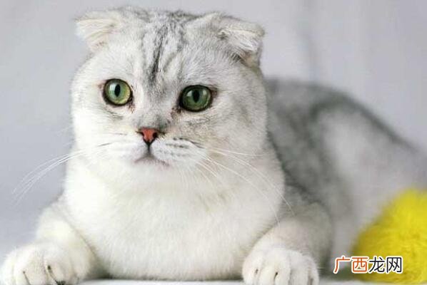 可爱的猫咪应该取什么名字？ 猫叫什么名字好听
