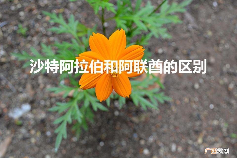 沙特和阿联酋的区别 沙特阿拉伯和阿联酋的区别