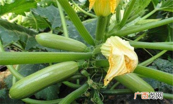 葫芦瓜种植时间及技术要点