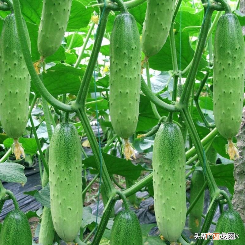 分享黄瓜种植产量高的6个诀窍 黄瓜生长温度是多少