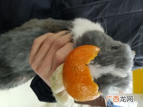 兔子可以吃橘子吗 兔子能吃橘子皮吗