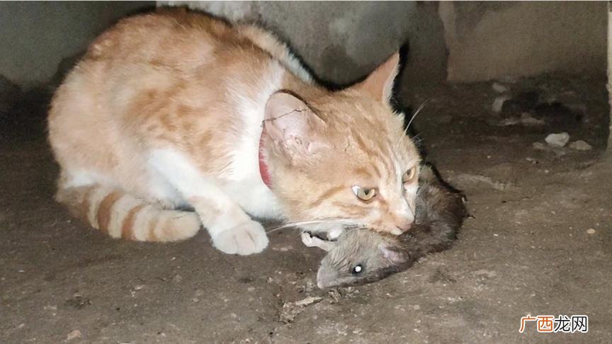 猫是否会感染或传播疾病 猫吃了老鼠人还能接触吗