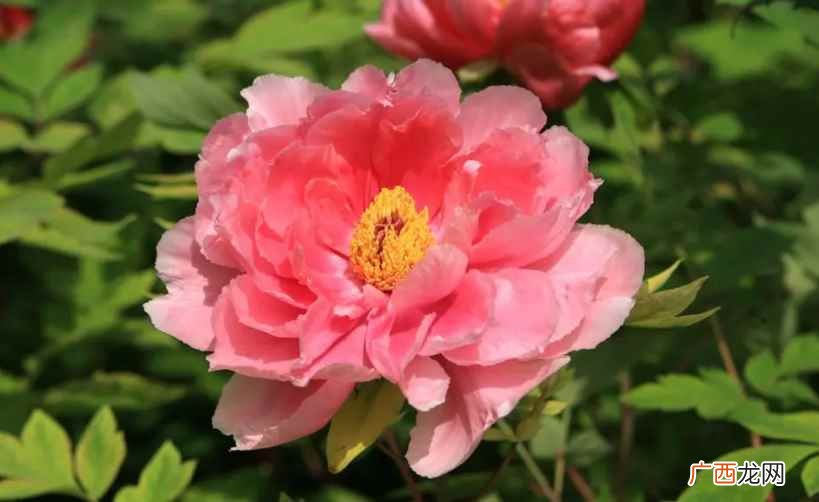 牡丹几月开花