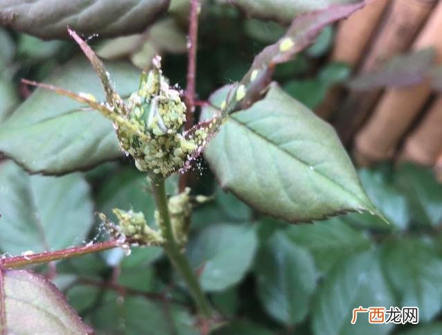 花卉上蚜虫爆发用什么药 花起腻虫怎么办小妙招