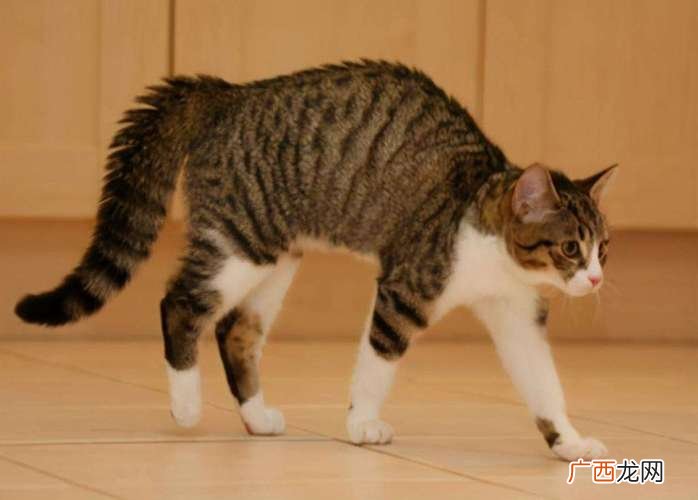 猫为什么会弓背 猫对主人弓背什么意思
