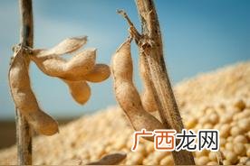 常见的菽类作物图片 菽是指哪类农作物