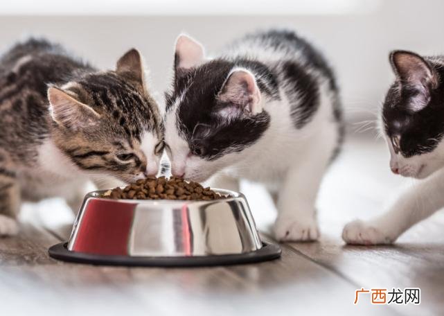 猫能吃狗粮吗 猫能吃狗粮不