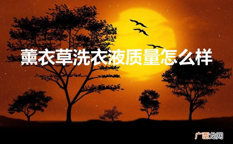 薰衣草洗衣液的价格 薰衣草洗衣液质量怎么样