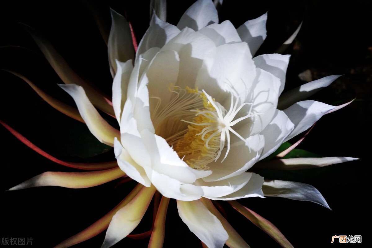 昙花什么时候开花一年开几次 昙花什么时候开花