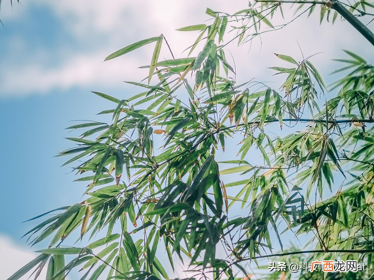 为何竹子长得这么快 竹子实际上是什么草还是树