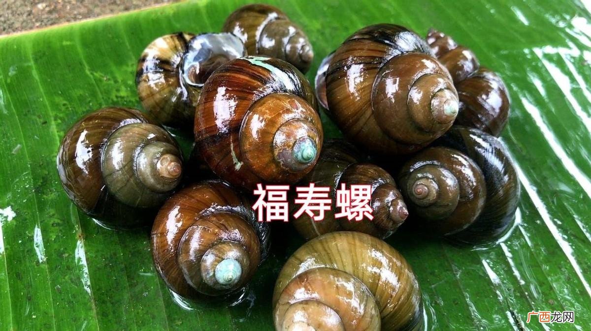 福寿螺里面藏有很多寄生虫吗 福寿螺为什么不能吃