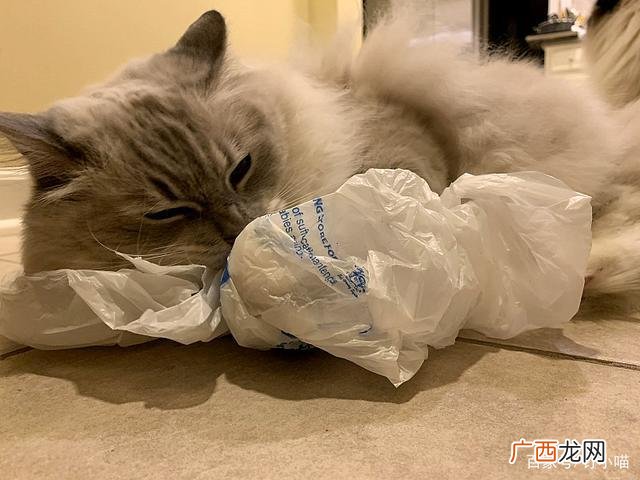 为什么猫会吃塑料袋 猫吃塑料袋怎么回事