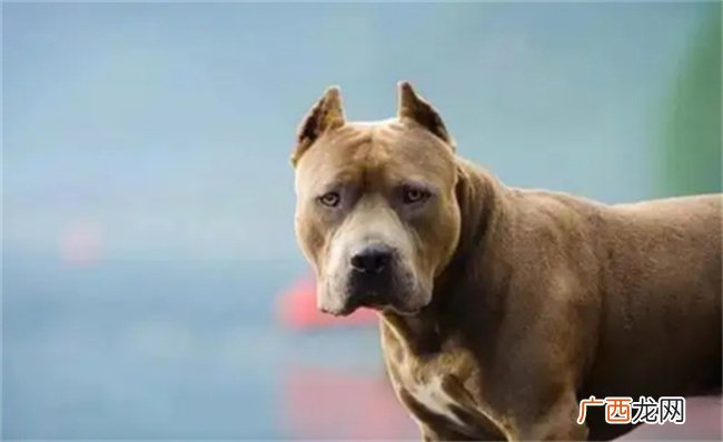 成都禁养22种烈性犬不包括罗威纳 有哪些意义