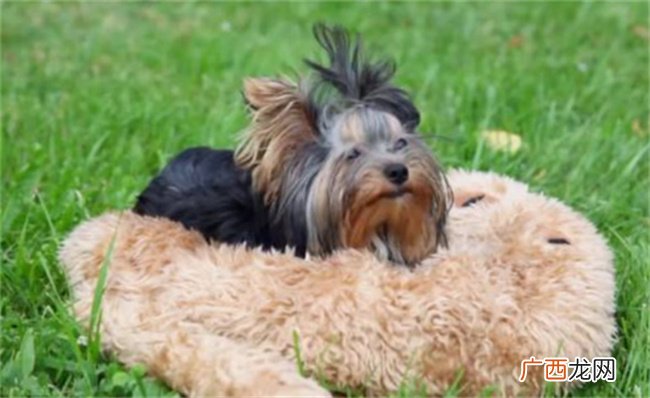 成都禁养22种烈性犬不包括罗威纳 有哪些意义
