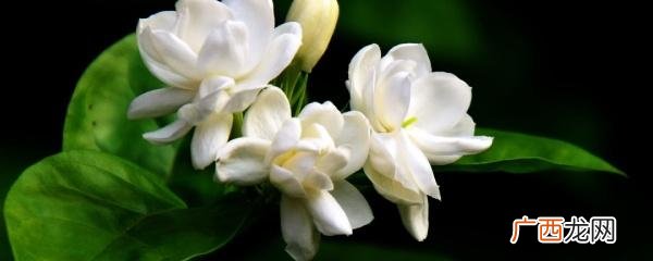 茉莉花掉叶子的原因 茉莉花掉叶子是怎么回事