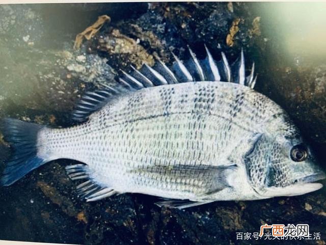 黑鲷鱼的价格是多少 黑鲷鱼多少钱一斤