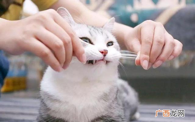 猫的胡须具有什么功能 猫的胡子可以剪吗