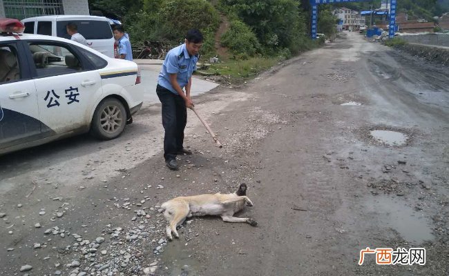 恶犬小区内伤人物业公司要担责吗