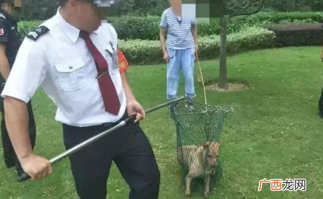 恶犬小区内伤人物业公司要担责吗