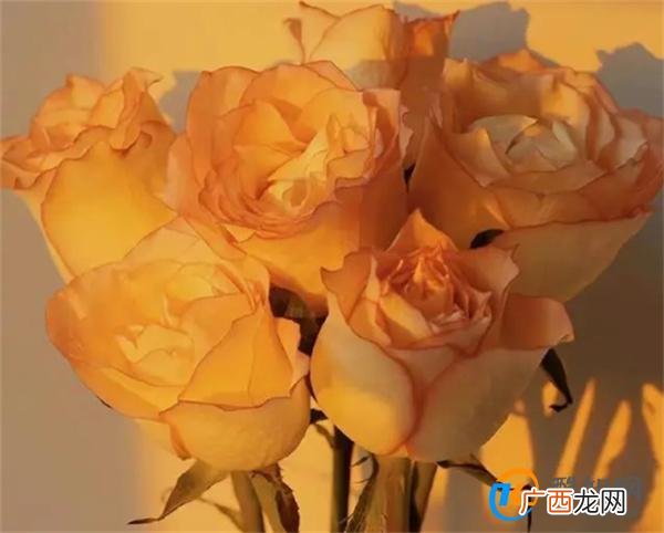 情人之间 满足了这两个条件 就是遇到了“灵魂伴侣”