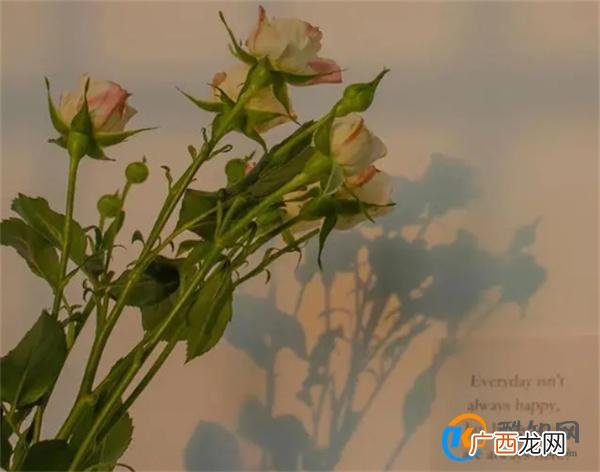 情人之间 满足了这两个条件 就是遇到了“灵魂伴侣”