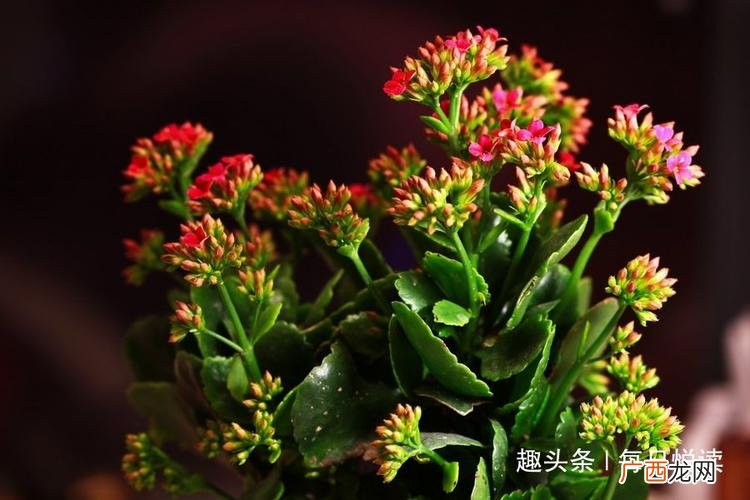 三种镇宅之灵花 镇宅最灵的三种花