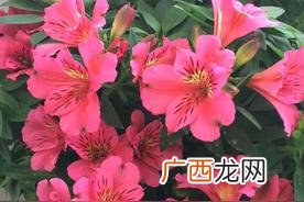适合送给普通朋友的5种花卉 朋友之间送什么花合适