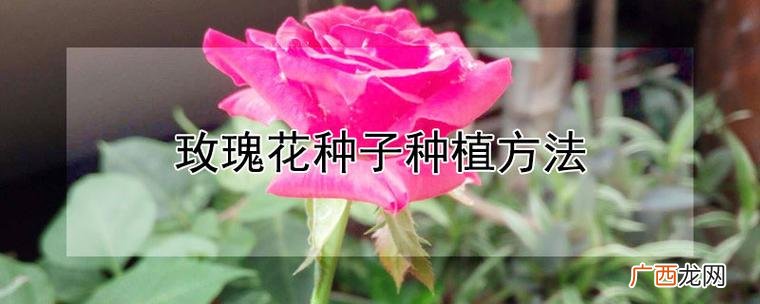 玫瑰花种子在哪里可以获得 玫瑰花种子种植方法