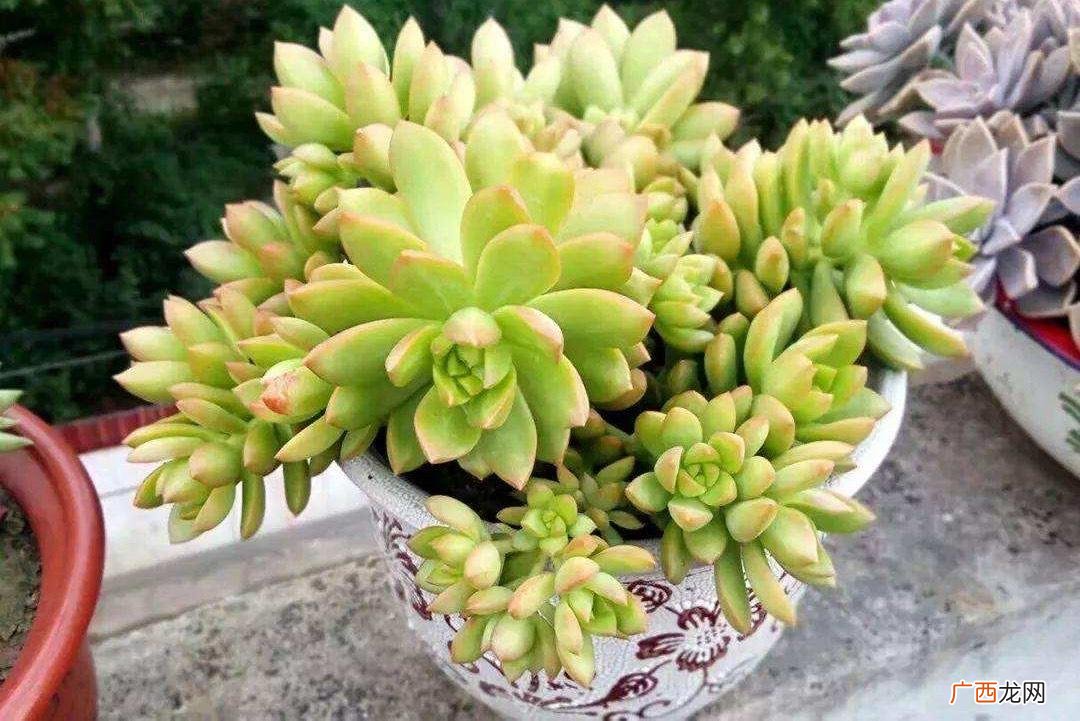 皮实好养颜色美的景天科多肉花名 景天科多肉的品种及名字