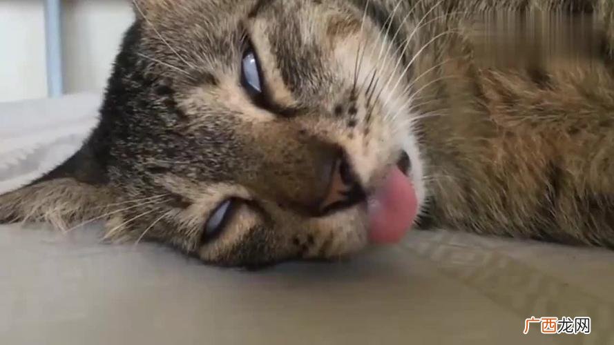 为什么我的猫咪喘气 猫咪像狗一样喘气吐舌头