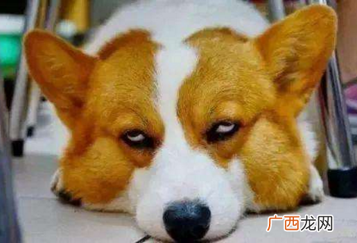 柯基犬越是讨厌你越会有的特点 柯基犬讨厌主人的表现
