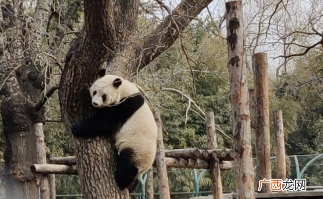 ?大熊猫下树主打一个稳稳当当 大熊猫是如何下树的呢