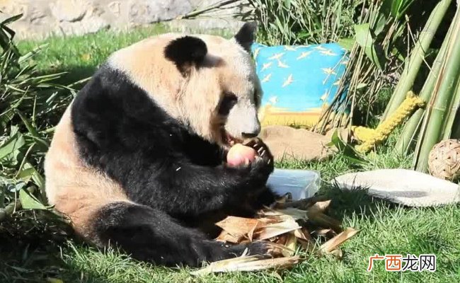 ?丫丫贴秋膘成功 说明了什么