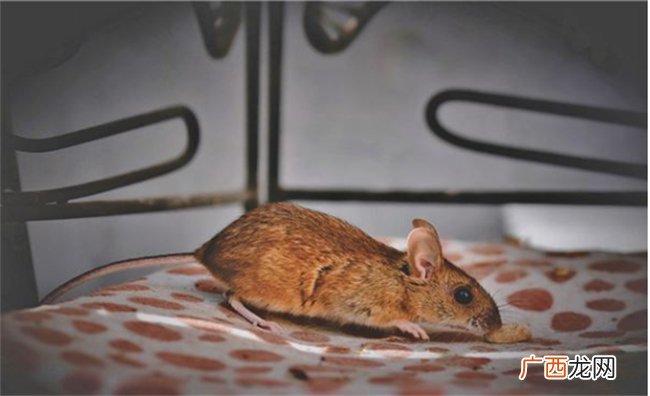梦见老鼠咬自己是什么征兆 梦见被老鼠咬住不松口