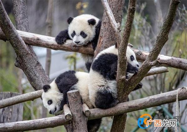 大熊猫下树主打一个稳稳当当 大熊猫有何生活习性_酷知科普