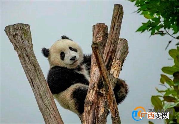 大熊猫下树主打一个稳稳当当 大熊猫有何生活习性_酷知科普