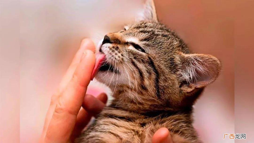 猫的舌头舔人是否含有细菌 猫的舌头舔人有细菌吗