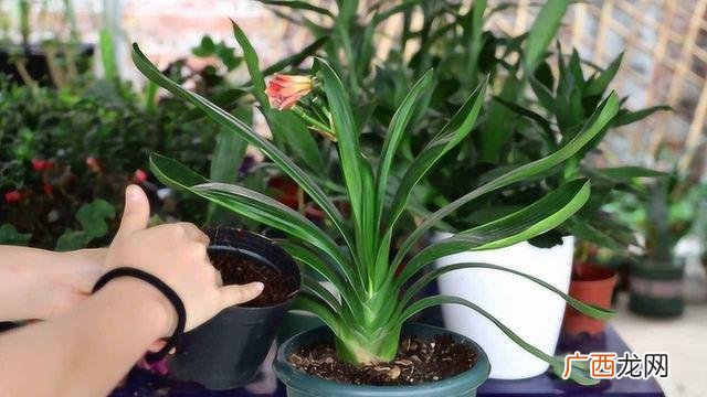 难养的花卉排名前十 难养的花卉排名