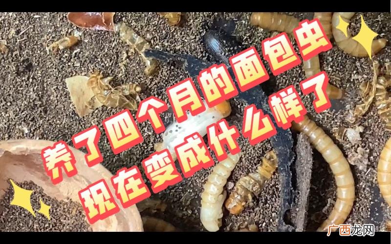 面包虫长大后会变成什么 面包虫长大后变成什么