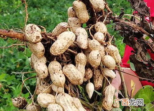 花生生长过程及阶段介绍 花生是怎么长出来的