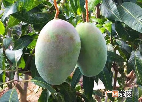 凯特芒果青色皮的是成熟了吗 凯特芒果青的可以吃吗
