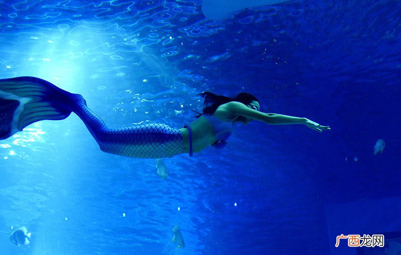 海牛灭绝了吗 海牛为什么叫美人鱼