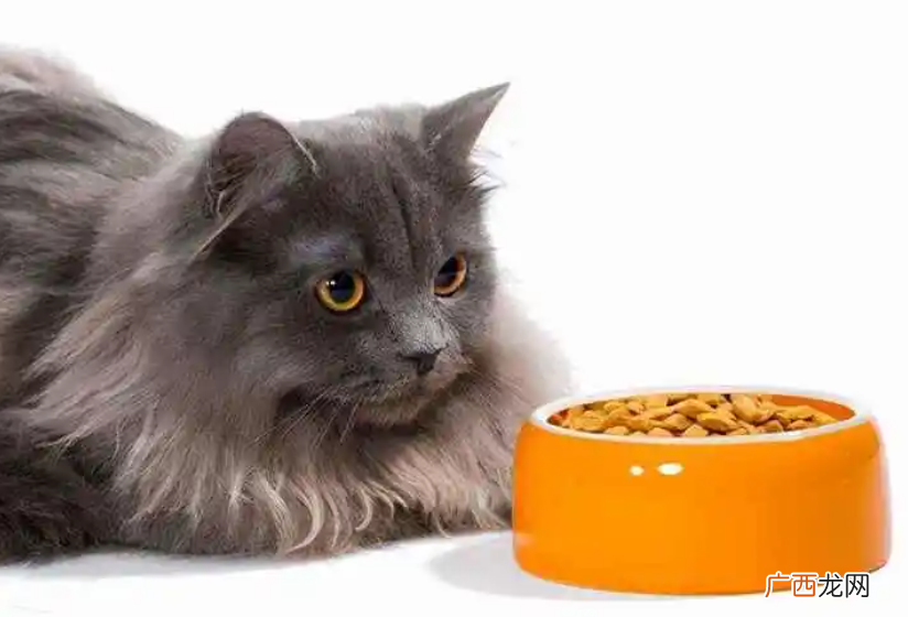 家里猫光喝水不吃东西什么问题 猫咪只喝水不吃东西怎么办