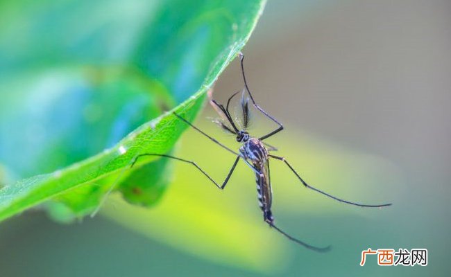 ?专家警告未来蚊虫或全年无休 要如何应对这一问题呢
