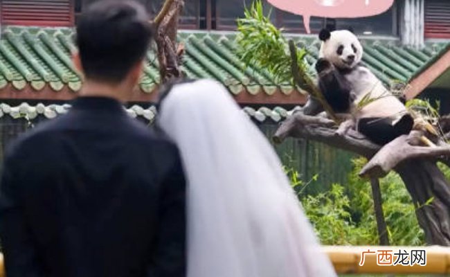 大熊猫星一给奶妈当证婚熊吗